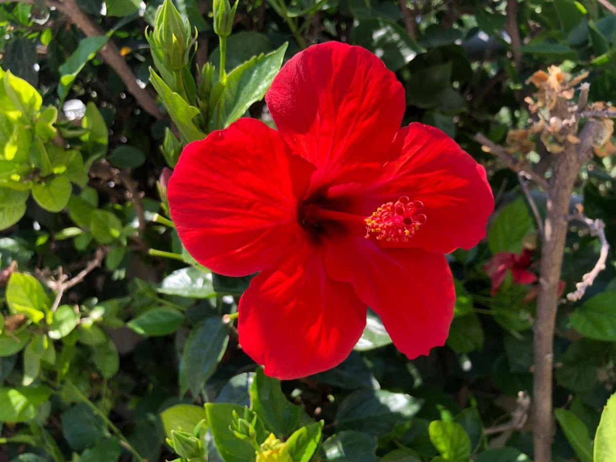 Red Hibiscus Stegna Archangelos (Rhodes) Exterior foto