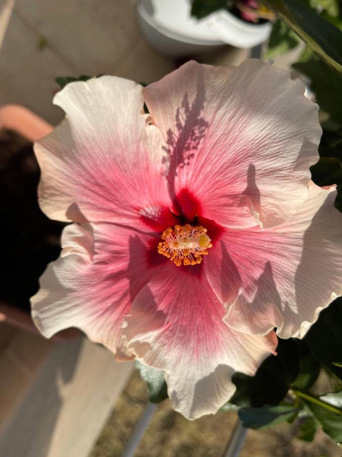 Red Hibiscus Stegna Archangelos (Rhodes) Exterior foto