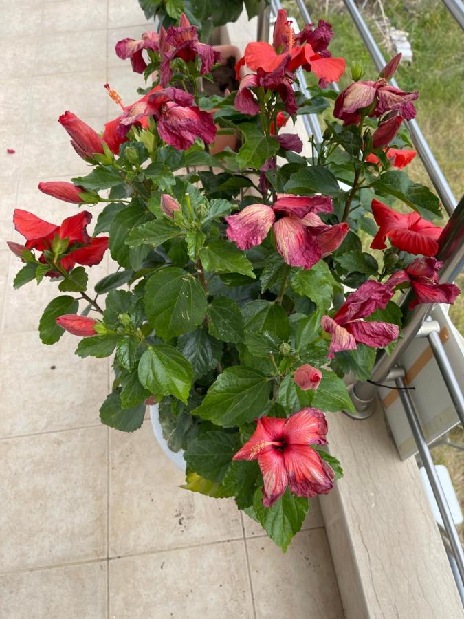 Red Hibiscus Stegna Archangelos (Rhodes) Exterior foto