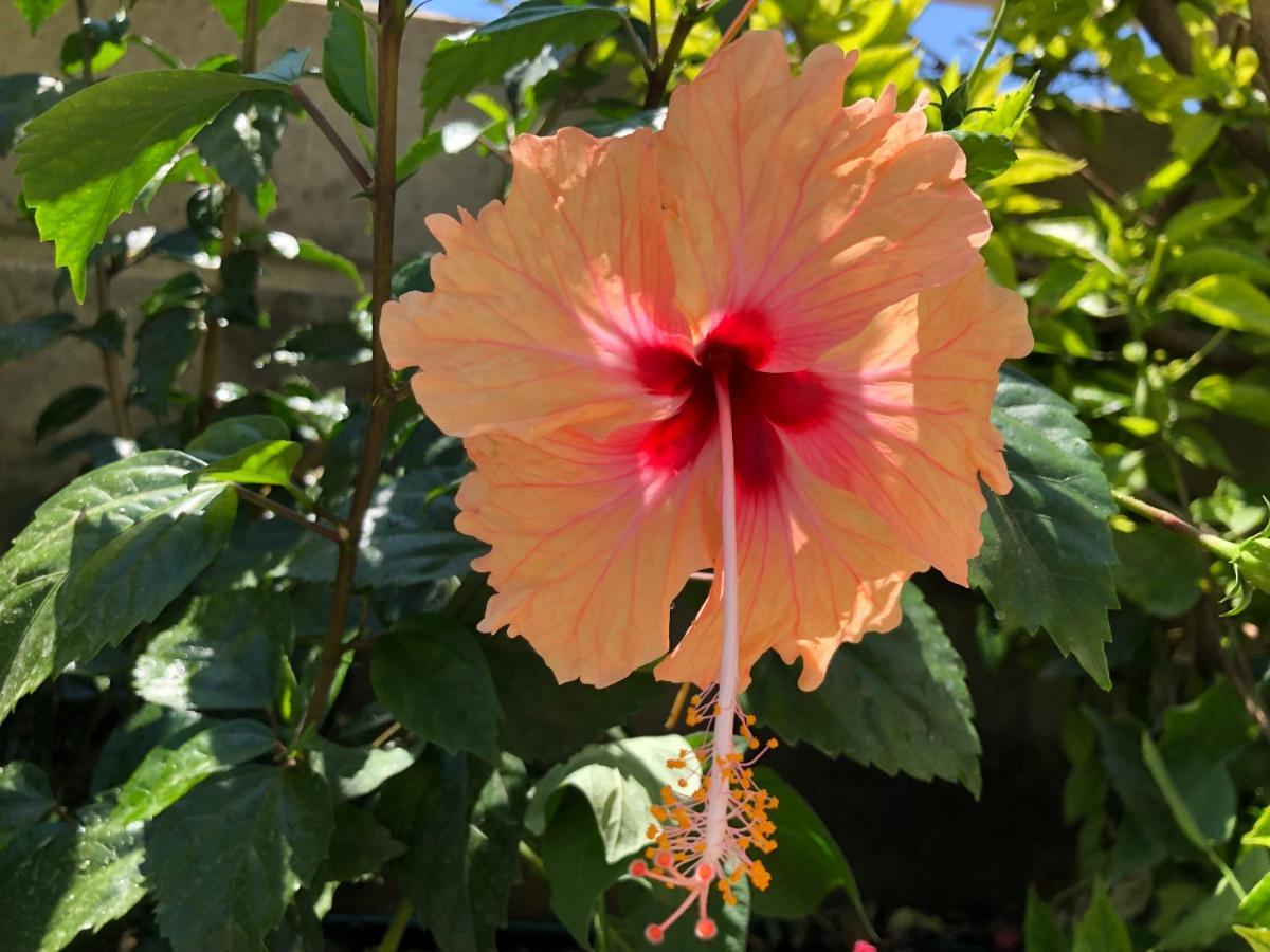 Red Hibiscus Stegna Archangelos (Rhodes) Exterior foto