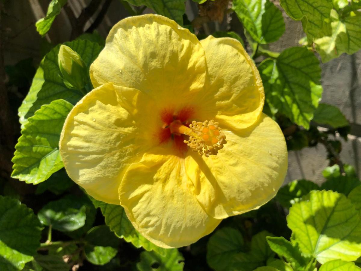 Red Hibiscus Stegna Archangelos (Rhodes) Exterior foto