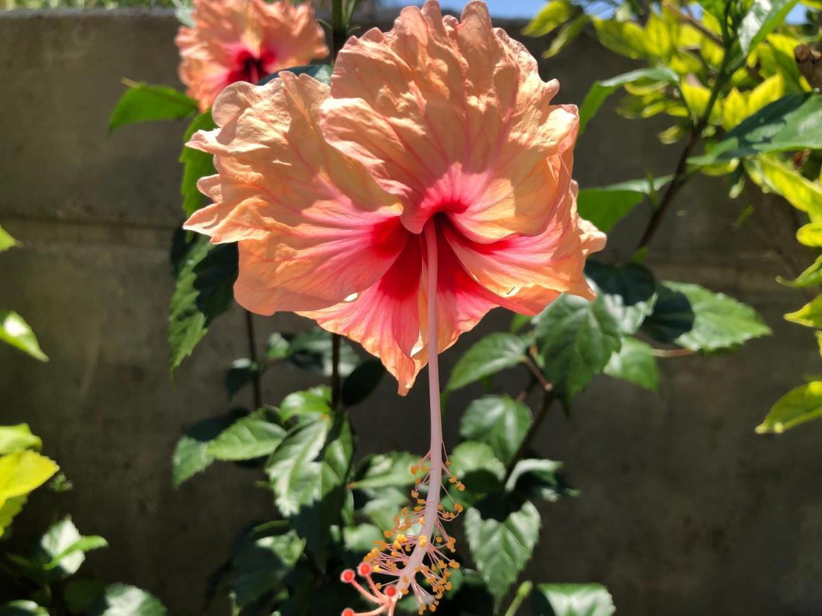 Red Hibiscus Stegna Archangelos (Rhodes) Exterior foto